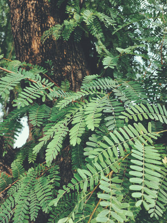 Tamarind tropical fruit on leavesの写真素材