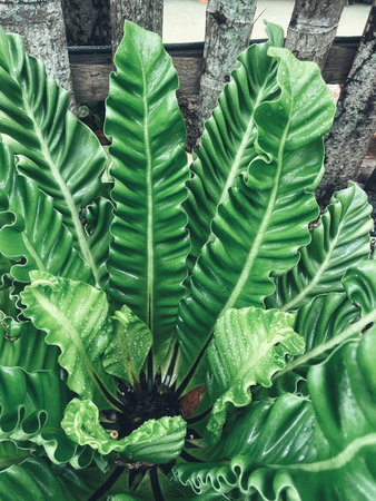 Beautiful of green tropical leaves plantの写真素材