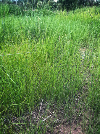 Fresh green grass plant nature backgroundの写真素材