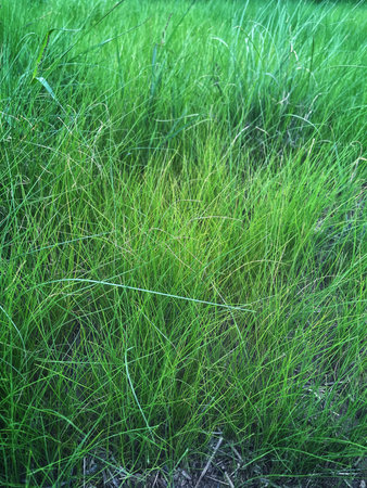 Fresh green grass plant nature background
