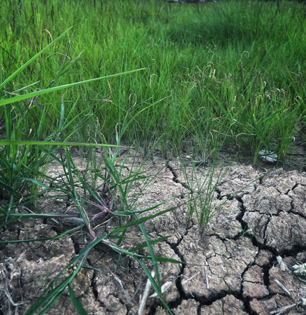 Eco cracked dry ground textureの写真素材