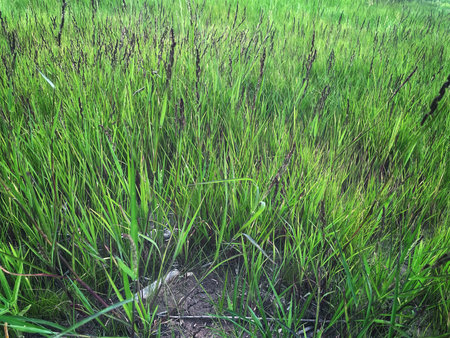 Fresh green grass plant nature backgroundの写真素材