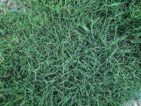 Fresh green grass plant nature backgroundの写真素材