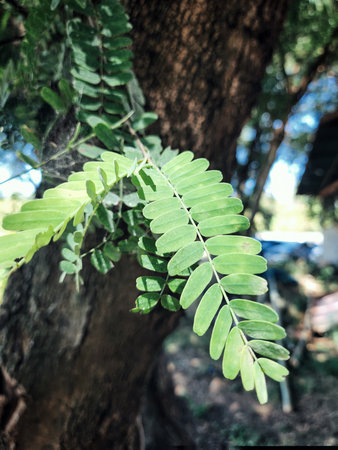 Green leaves of a treeの写真素材