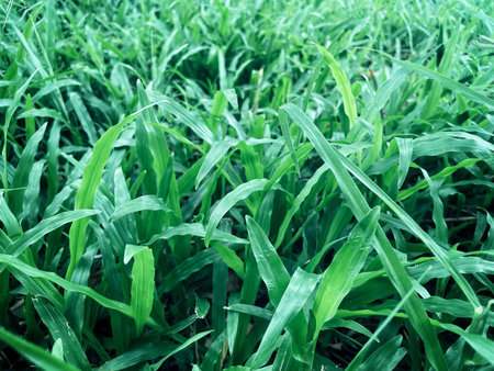 Green vetiver leaves background or texture