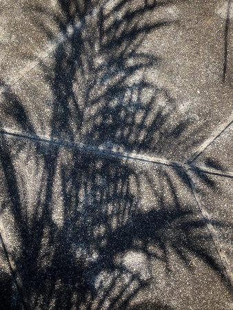 Shadow of leaves on gray background