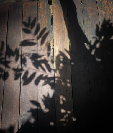 Leaf shadow on wooden floorの写真素材