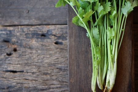 Coriander herb on wood backgroundの写真素材