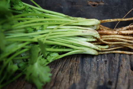 Coriander herb on wood backgroundの写真素材