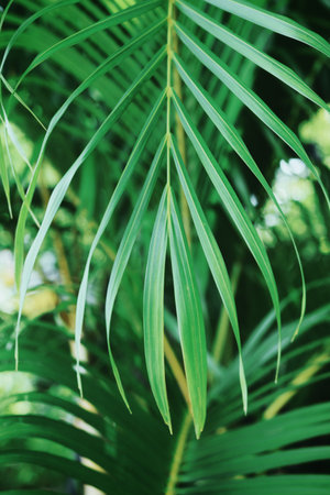 Beautiful of green tropical leaves plant background or texture