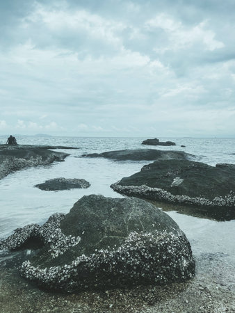 Oysters on rocky beach shoreline