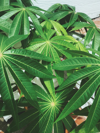 Beautiful of green tropical leaves plant background or texture