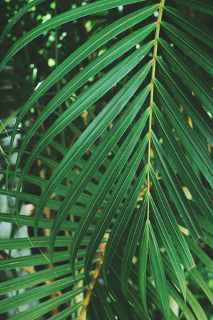 Beautiful of green tropical leaves plant background or textureの写真素材