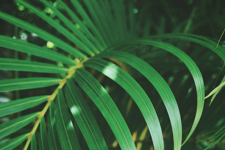 Beautiful of green tropical leaves plant background or texture