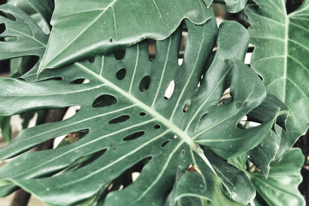 Beautiful of green tropical leaves plant background or texture