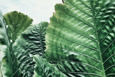 Beautiful of green tropical leaves plant background or textureの写真素材