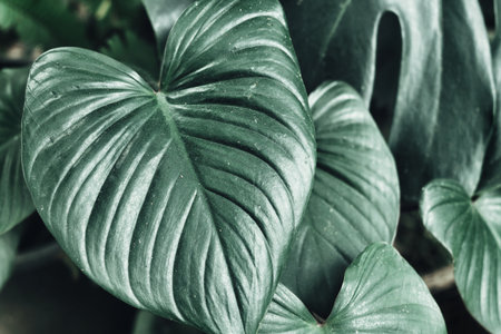 Beautiful of green tropical leaves plant background or textureの写真素材