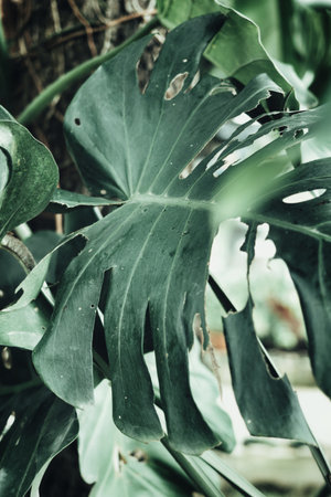 Beautiful of green tropical leaves plant background or textureの写真素材