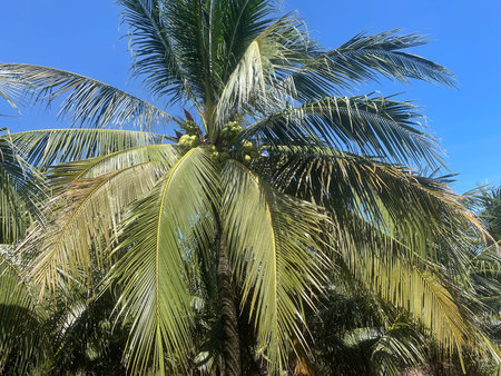 Tropical coconut palm tree and blue sky