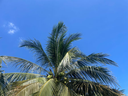 Tropical coconut palm tree and blue sky