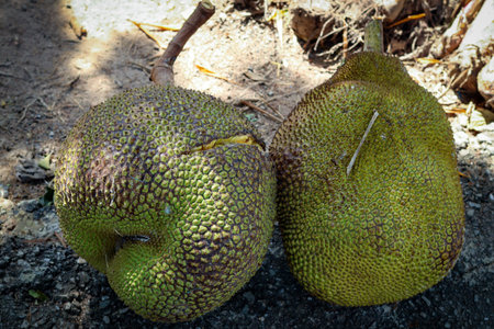Close up fresh green jackfruit