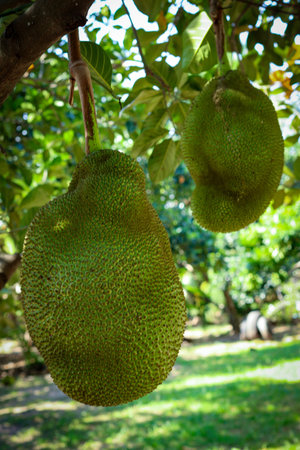 Fresh green jackfruit on tree