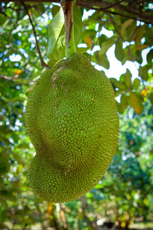 Fresh green jackfruit on tree