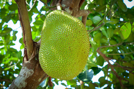 Fresh green jackfruit on tree