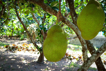 Fresh green jackfruit on tree