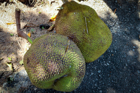 Close up green jackfruit