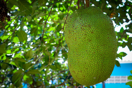 Fresh green jackfruit on treeの写真素材