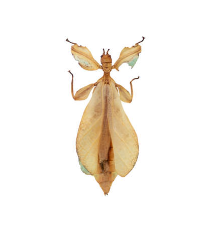 Grasshopper leaves isolated on a white background.の写真素材