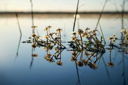 reflection of aquatic plants in a beautiful lakeの写真素材