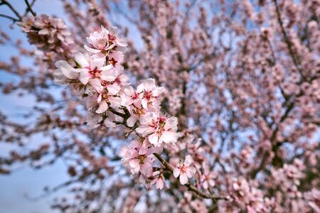 pretty almond blossoms in springの写真素材