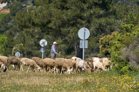 A flock of sheep are eating grass in the field watched by the shepherdの写真素材