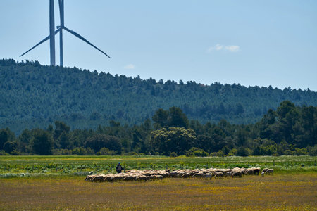 A herd of sheep near ecological windmills to generate electricity in a natural environmentの写真素材