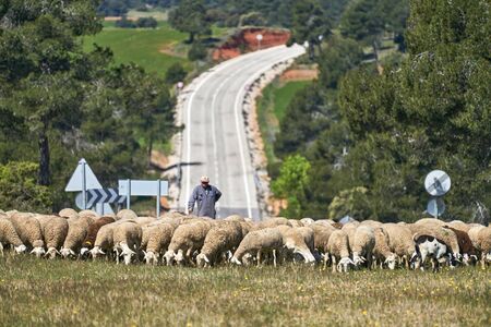 A flock of sheep are eating grass in the field along a road watched by the shepherdの写真素材