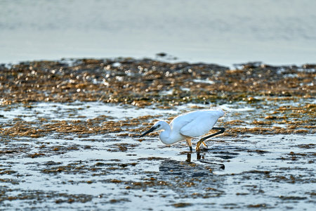 white colored egret looks for food among the algae in a shallow lakeの写真素材