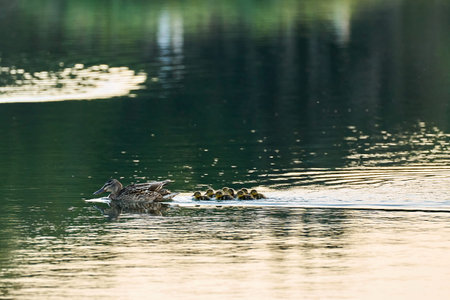 A mother duck swims together her little ducks in a lake at sunriseの写真素材