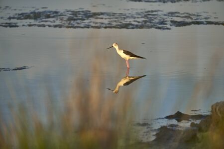 A common stork in a shallow lake looking for food among the algaeの写真素材