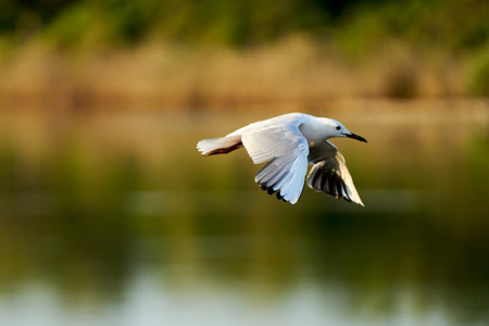 seagulls flying over a lake looking for foodの写真素材