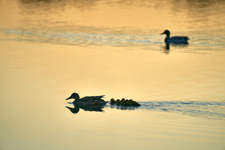 A mother duck swims together her little ducks in a lake at sunriseの写真素材