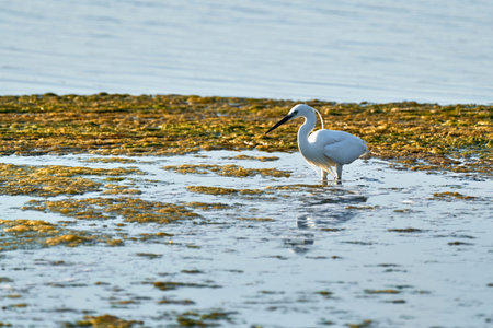 white colored egret looks for food among the algae in a shallow lakeの写真素材