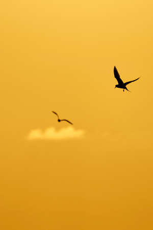 seabirds at dawn over the sea fly looking for foodの写真素材