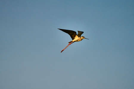 A common stork flies through a blue sky looking for foodの写真素材