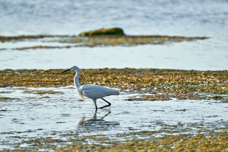 white colored egret looks for food among the algae in a shallow lakeの写真素材