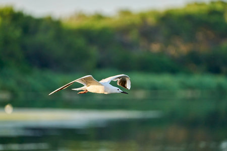 seagulls flying over a lake looking for food