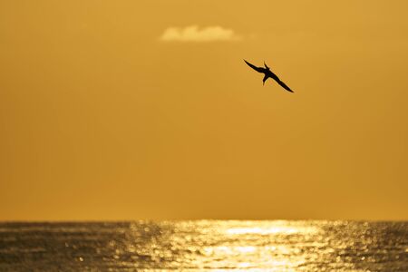 seabirds at dawn over the sea fly looking for foodの写真素材