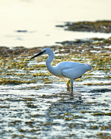 white colored egret looks for food among the algae in a shallow lakeの写真素材