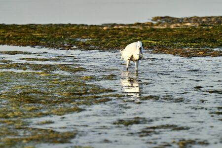white colored egret looks for food among the algae in a shallow lakeの写真素材